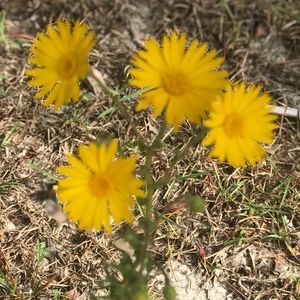 Meet your Posher, Lacy